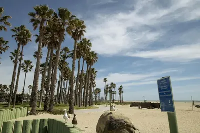 a group of birds standing on a beach with palm trees at Surfside Four in Port Hueneme