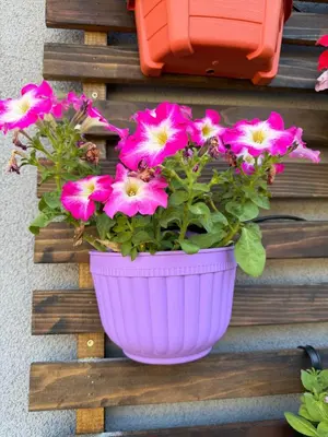 a pot of pink flowers on a wall at Cute Studio with AC and Backyard in Los Angeles