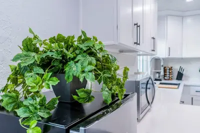 a large potted plant sitting on top of a kitchen counter at Cozy Comfort LA House with Stunning Scenic Views in Monterey Park
