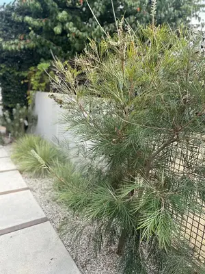 a pine tree sitting on the side of a sidewalk at West LA Gem Comfort and Convenience in Los Angeles