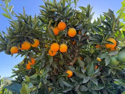 an orange tree filled with lots of oranges at Paradise at Tree Ranch Grove in Ojai
