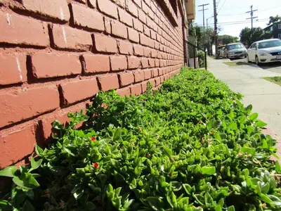 a green bush next to a brick wall at Remodeled Chick Studio Near Downtown LA, AC, WiFI, WD, Snack in Los Angeles