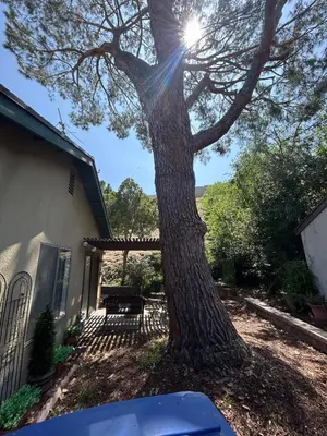 a tree in front of a house with the sun shining on it at Pet friendly 3BR Spacious Home EV in Riverside
