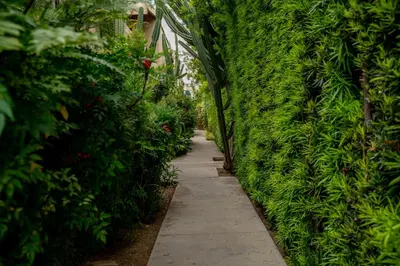 a walkway in a garden with a green wall at Luca's Tree Flat - Los Angeles California in Studio City
