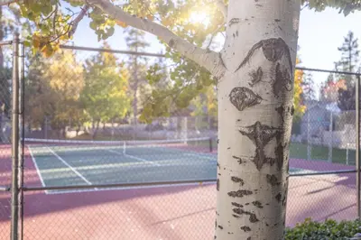 a tree in front of a tennis court at Lakeview Getaway Game Rm, Pool, Spa, Sauna! in Big Bear Lake