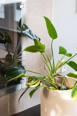 a plant in a vase sitting on a table at Lovely Culver City Home 8 Mins to Beach Close to LAX in Los Angeles