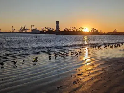 a flock of birds on the beach at sunset at Walk 2min to BEACH! Boho 3-Bedroom BEACH Pad with AC, Patio, Laundry & Mid Size Parking in Long Beach