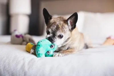a dog laying on a bed playing with a toy at Hyatt House Ontario Airport in Ontario
