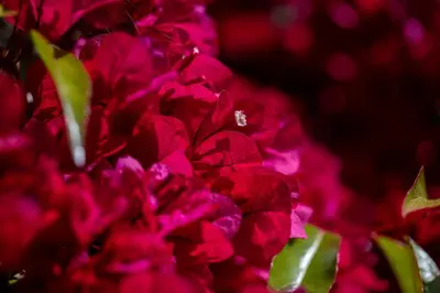 a bunch of red flowers with a diamond on them at Newly remodeled home w pool & private back yard in Thousand Oaks