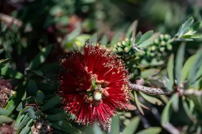 a red flower on a plant with green leaves at Newly remodeled home w pool & private back yard in Thousand Oaks