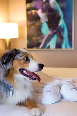 a dog laying on a bed next to a computer mouse at E Central Hotel Downtown Los Angeles in Los Angeles