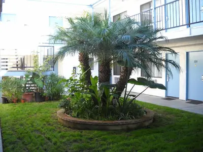 a palm tree in a garden in front of a building at Palms Courtyard Inn in Westminster