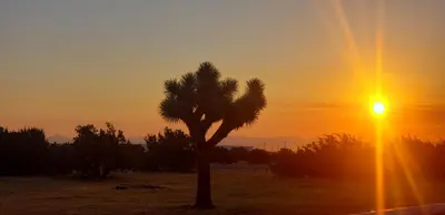 a palm tree in front of a sunset at Motel 6-Hesperia, CA - West Main Street I-15 in Hesperia