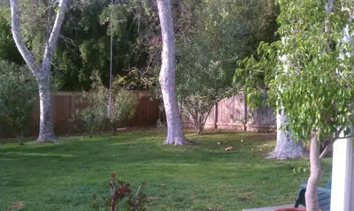 a yard with two trees and a fence at Heaven's Best Kept Secret 4 Min From The Sea in Pacific Palisades