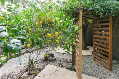 an orange tree in front of a wooden fence at Charming 1-Bedroom Home near Downtown Culver in Los Angeles