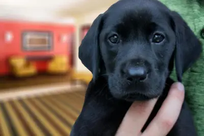a person holding a black labrador retriever dog at Extended Stay America Suites - Los Angeles - Torrance Harborgate Way in Carson
