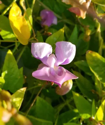 a purple flower with green leaves in the background at Colony Inn in North Hollywood