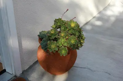 a plant in a pot sitting on a wall at Private Guest Suite in West Los Angeles in Los Angeles