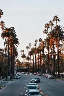 a street lined with palm trees and parked cars at Montrose at Beverly Hills in Los Angeles