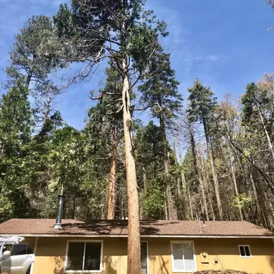 a tree in front of a house with a truck at Sequoia National Forest CabinM in Panorama Heights