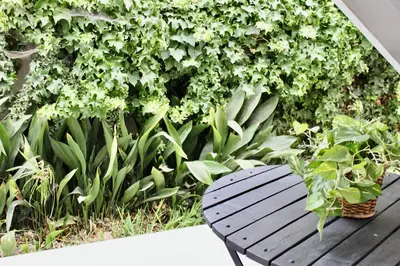 a wooden bench sitting in front of a wall of plants at Chic Apartment in Los Angeles