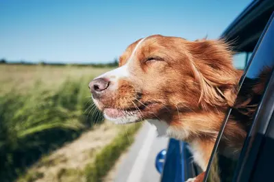 a dog sticking its head out the window of a car at Studio 6 Artesia CA in Artesia