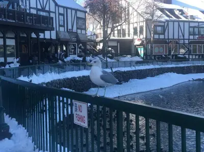 a seagull standing on a fence in the snow at Lake house Cabin - Lake Arrowhead in Lake Arrowhead