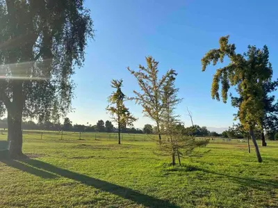 two trees in a grassy field with a blue sky at Endless summer in LA *HEATED POOL/HOT TUB/CABANA* in Los Angeles