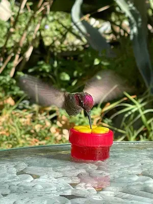 a bird drinking out of a red bowl on a table at Vintage RV Creekside Nature Retreat near Ojai next to Swim Holes Hike in Santa Paula