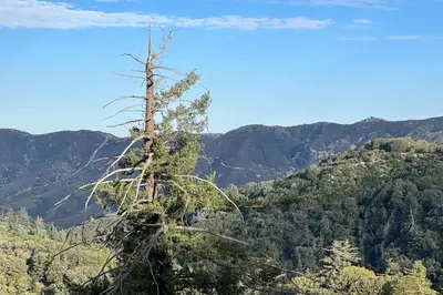 a dead tree sitting on top of a mountain at Vista Haus in Crestline