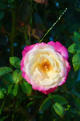 a pink and white rose with a green background at The Hi Point Estate in Los Angeles