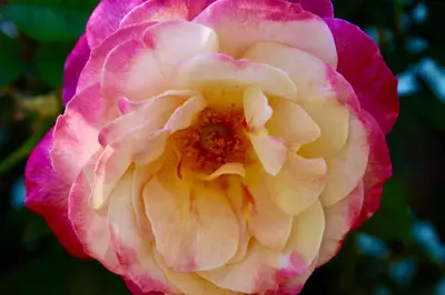 a close up of a pink and yellow rose at The Hi Point Estate in Los Angeles