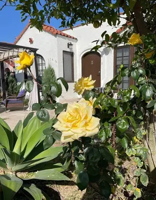 a yellow rose in front of a house at The Heart of Belmont Shore in Long Beach